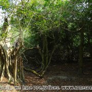 Tengragiri Wildlife Sanctuary